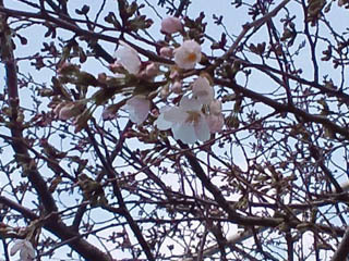 桜が咲いていました