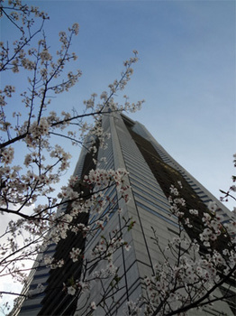 桜とランドマークタワー