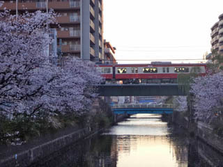 桜と京急